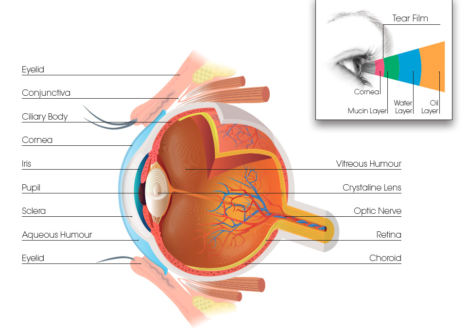 diagram of the eye